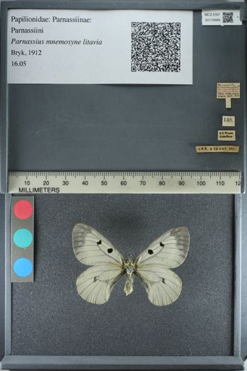 Media type: image;   Entomology 179999